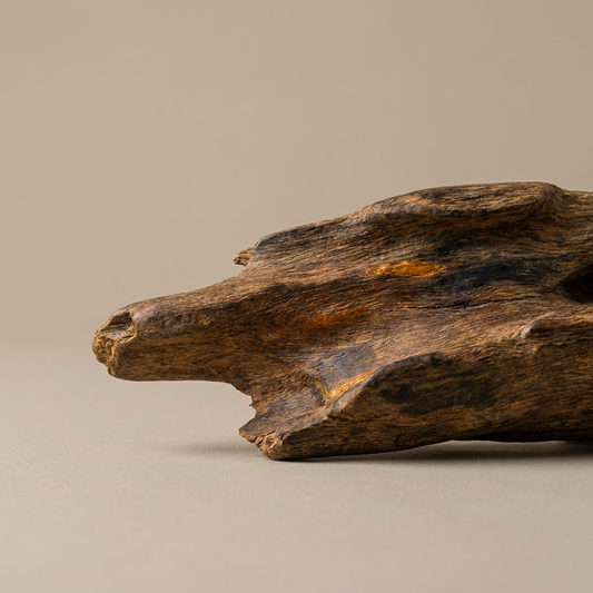 The Scent of Resilience: The Silent Journey of Agarwood